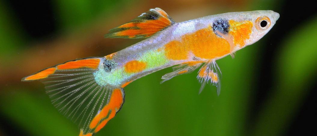 手机号在线压测平台