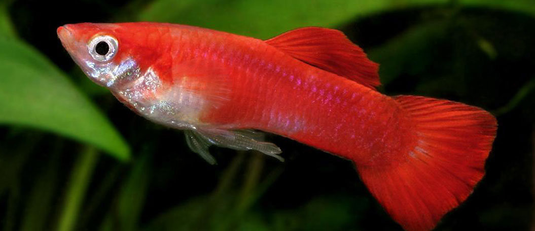 优化版高效的免费短信呼死你2023