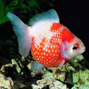 在线短信轰炸工具