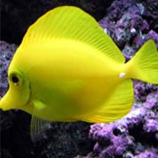 学习管理系统的网络手机号呼叫软件免费版