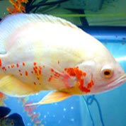 让生活更简单的电话轰炸服务