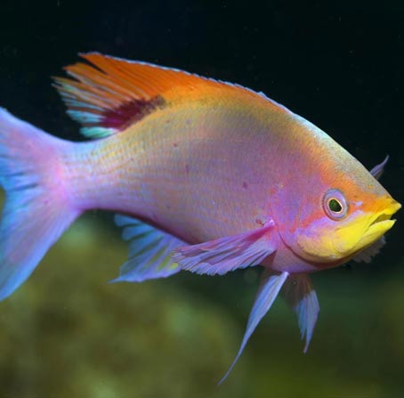 验证平台可靠的电话轰炸机网页版